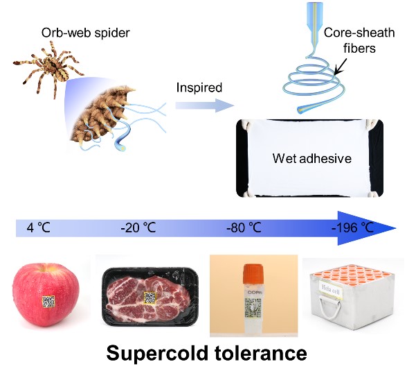 热烈祝贺我组刘熹同学（一作）题为“A Spider-Silk-Inspired Wet Adhesive with Supercold Tolerance”的文章被Advanced Materials接收